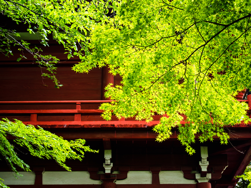 梅雨の彩・・＃15 〜 目には青葉、、