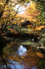 紅葉の六義園にて①