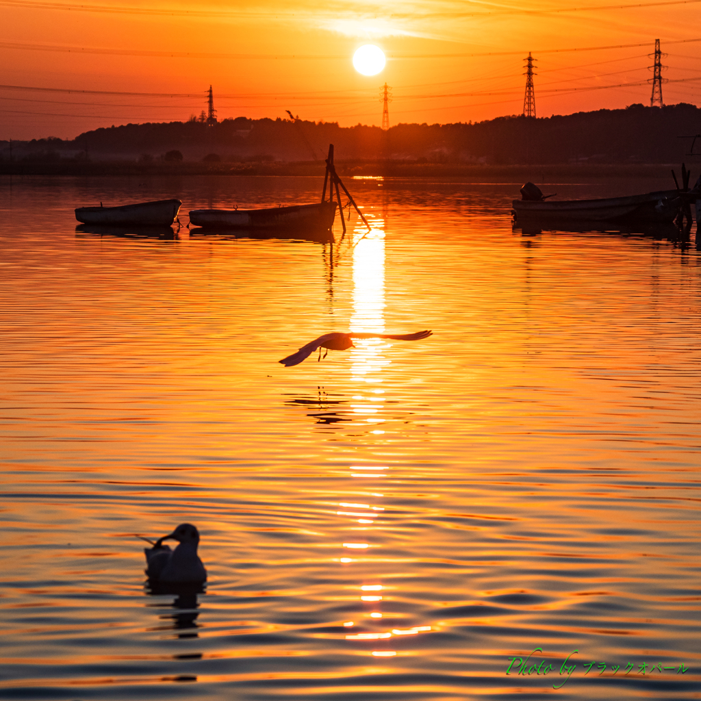 夕暮れを舞う..（その２）