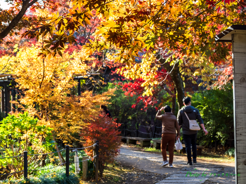 錦秋の散策路..