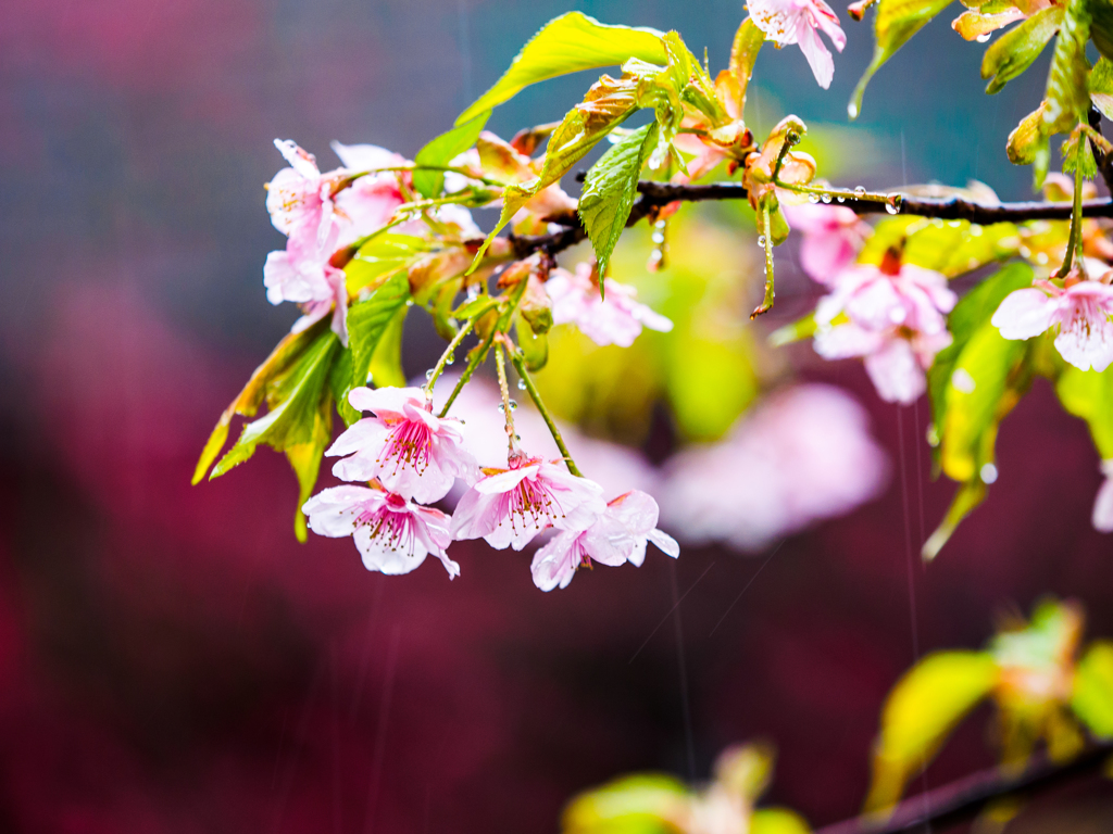 早春の雨に打たれて・・