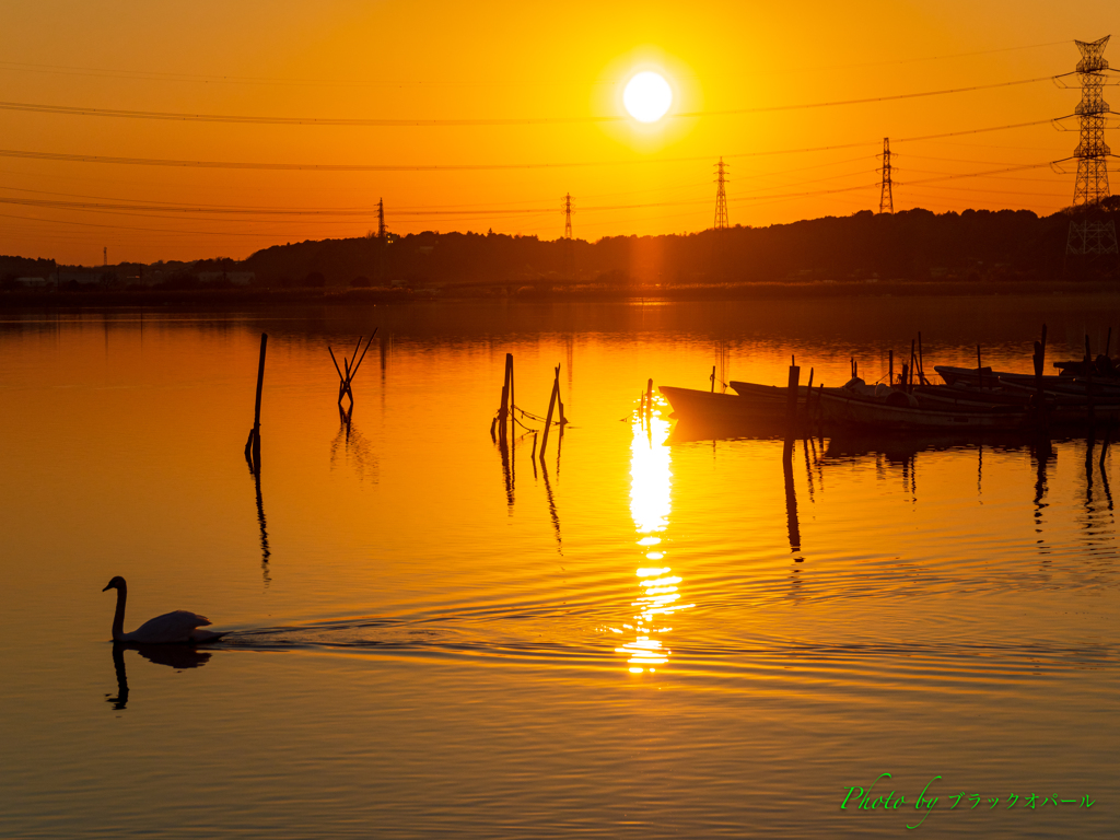 夕陽と白鳥..