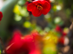 妖精の輝き〜木瓜の花