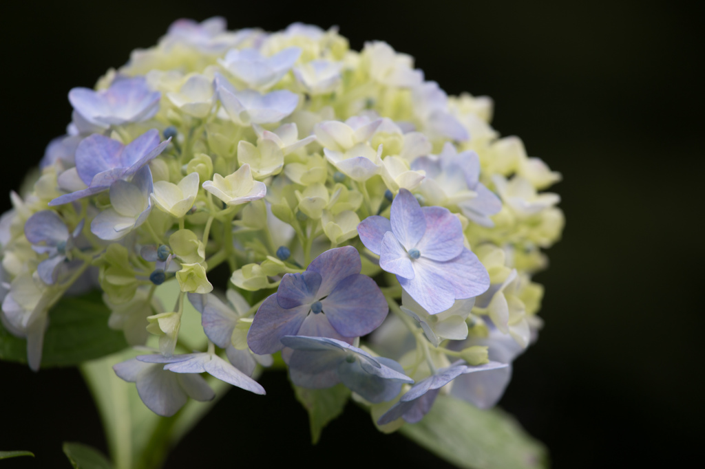 紫陽花〜しとやかに