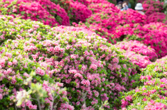 ピンクがいっぱい