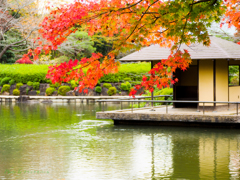 日本庭園の秋..