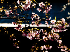 春の予感 〜 桜咲く♪ (2)
