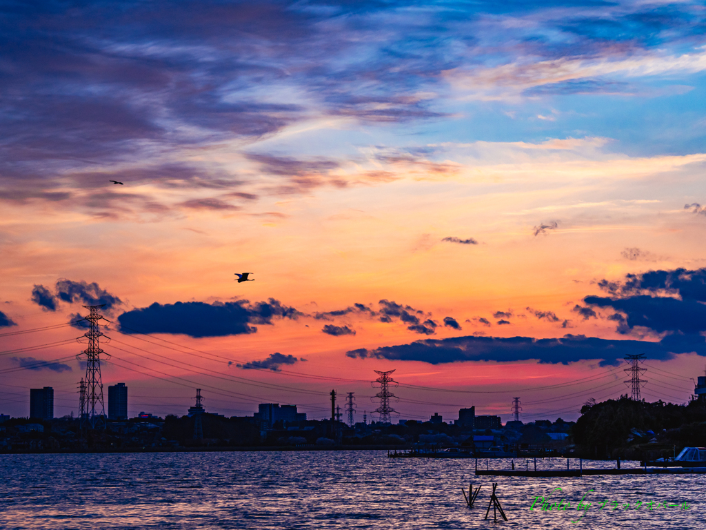 シラサギ舞う夕暮れの風景..