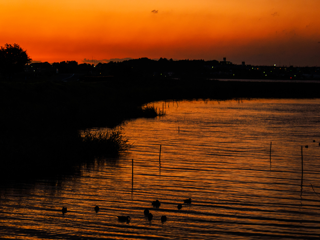 カモたちの黄昏..
