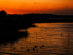 カモたちの黄昏..