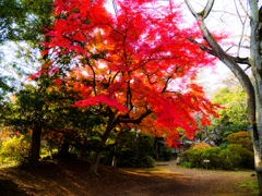 晩秋の清水公園にて..＃2