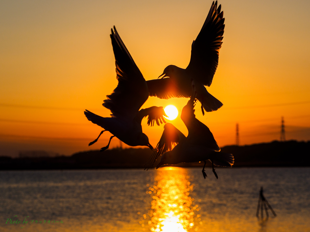 夕陽のユリカモメ..＃2
