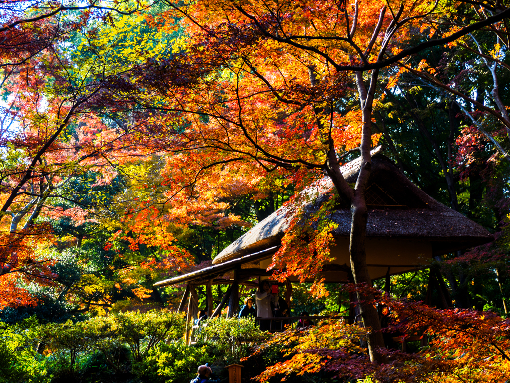 晩秋の六義園にて..＃3
