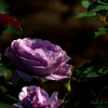 藤色の薔薇..
