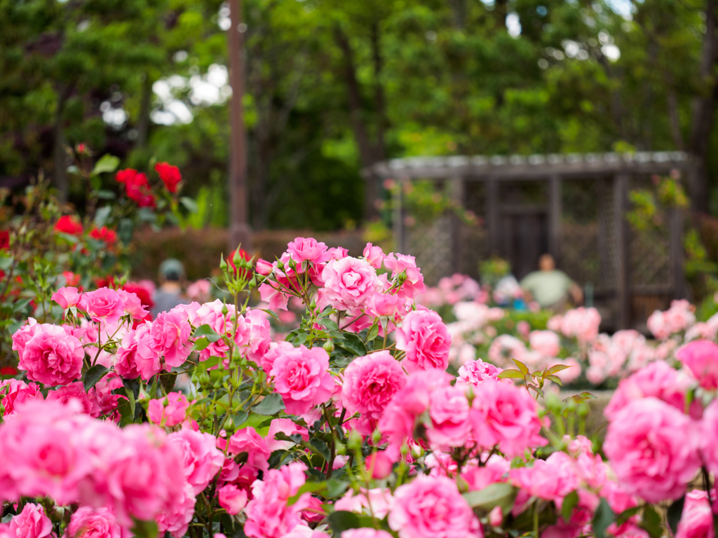 魅惑の薔薇たち...＃1
