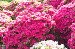 春の日を受けて⑴