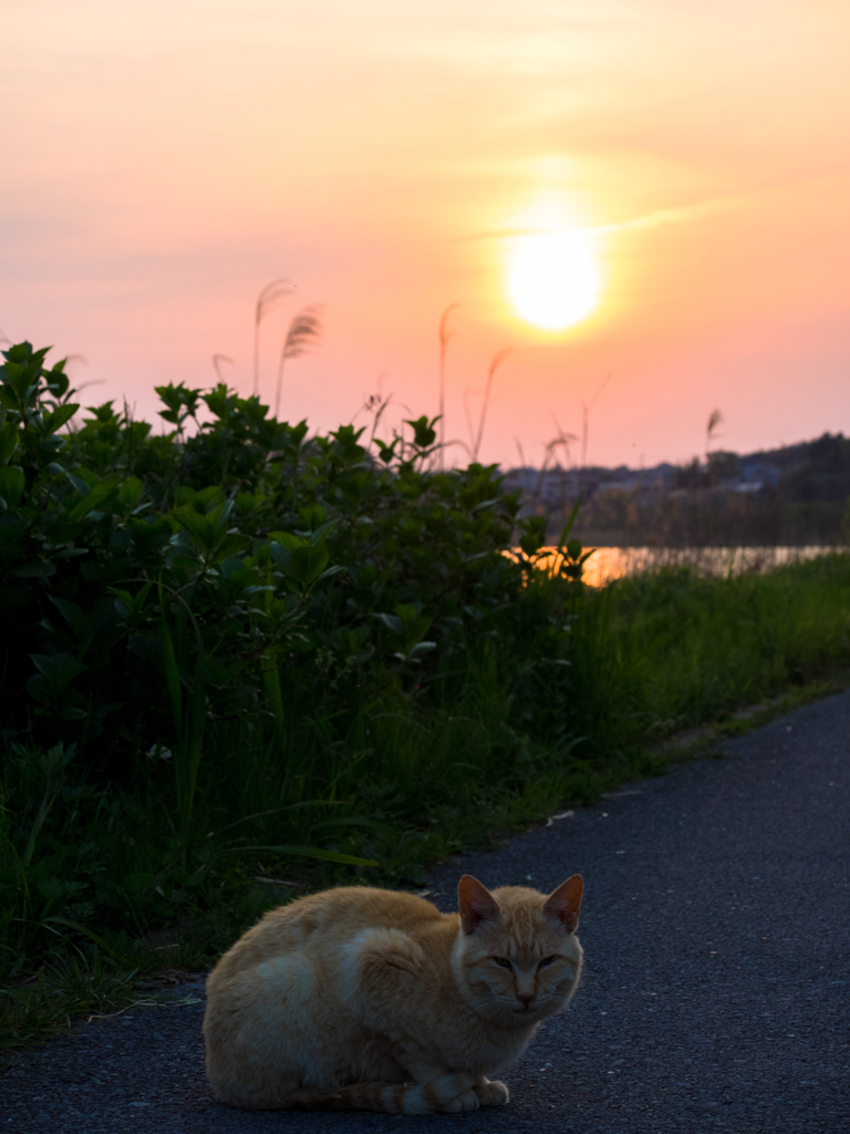 夕日と猫