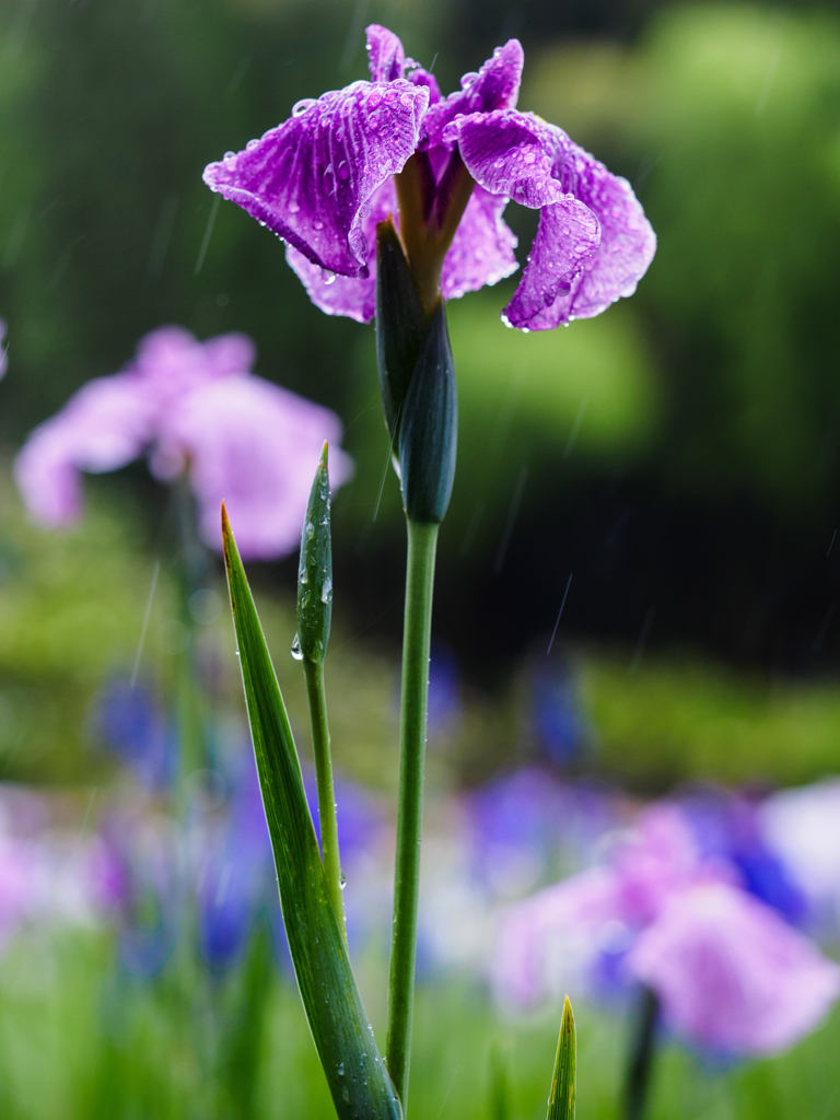 雨中の華...＃1