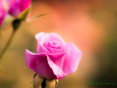 ５月の薔薇（その３）..