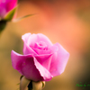 ５月の薔薇（その３）..
