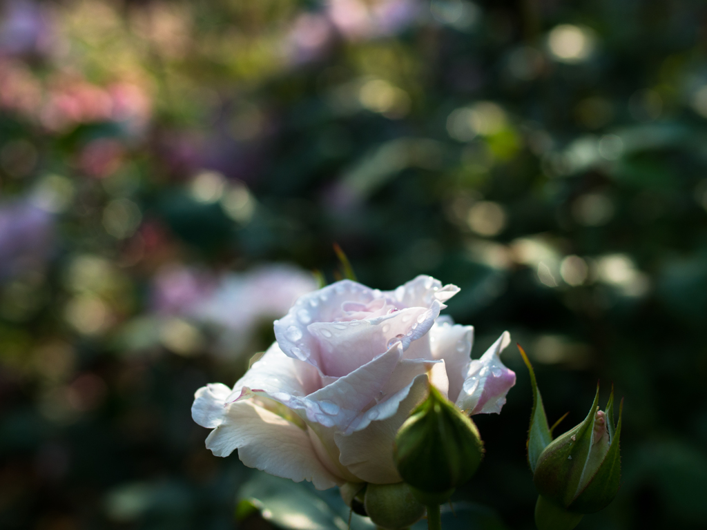 雨上がりの薔薇...＃6