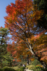 紅葉の六義園にて⑩