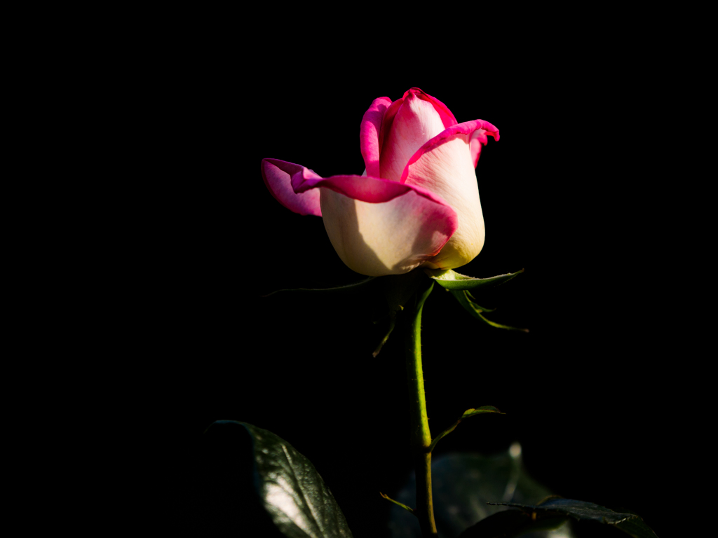 薔薇〜木漏れ日に咲く..