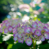 紫陽花 初々しく..