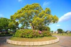 花壇の木
