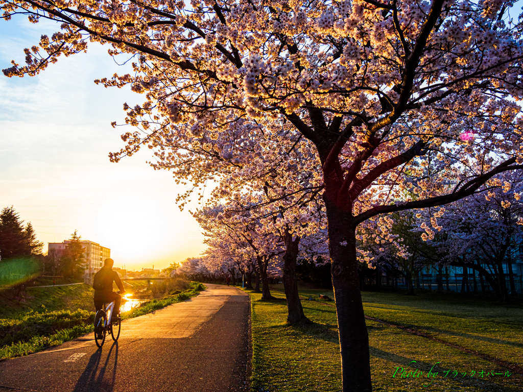 桜花爛漫の遊歩道..