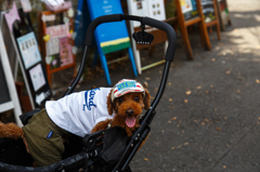 お洒落な街で出会ったワンちゃん