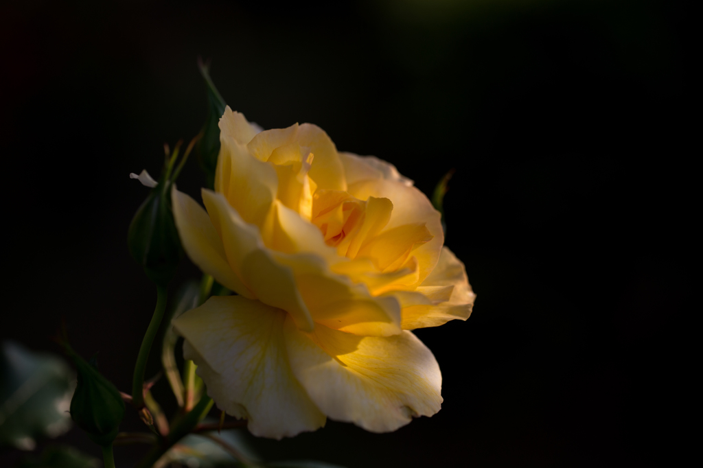 薔薇〜あなたに恋します