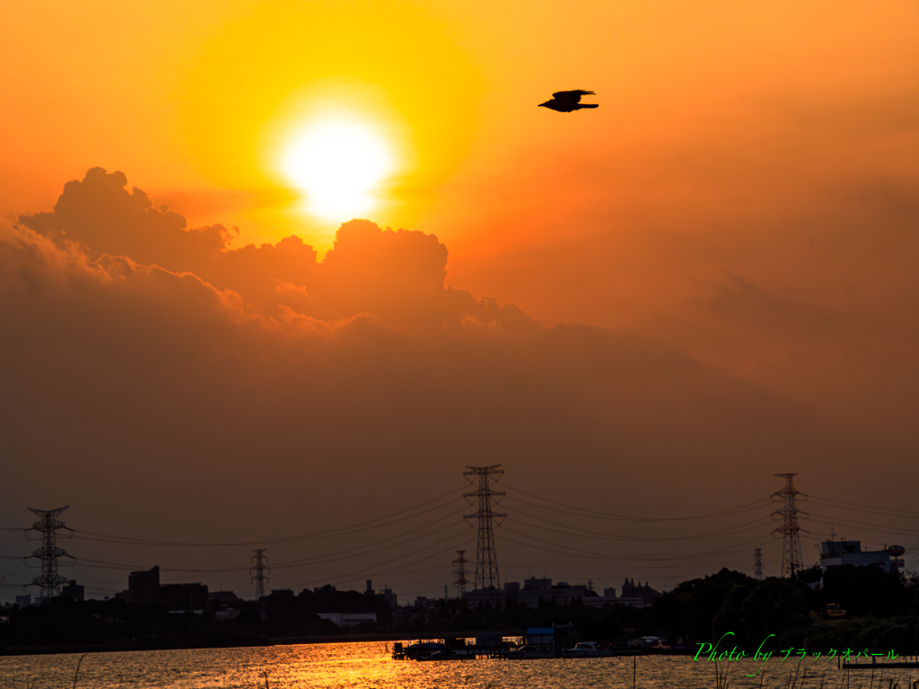 夕暮れの飛翔..