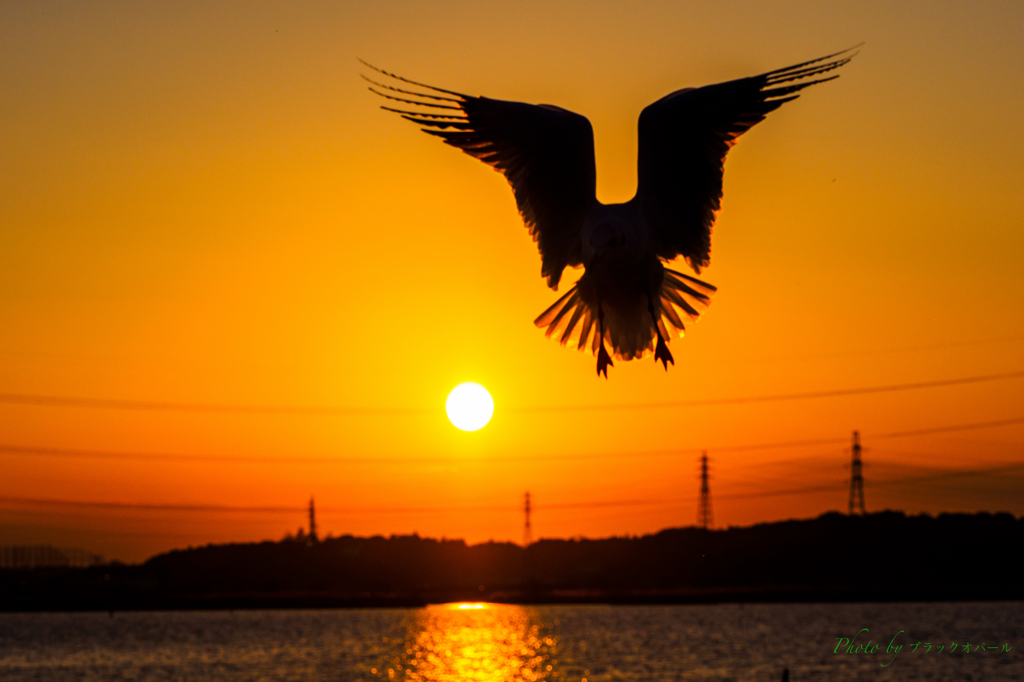 夕陽のユリカモメ..