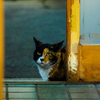 見上げる猫..
