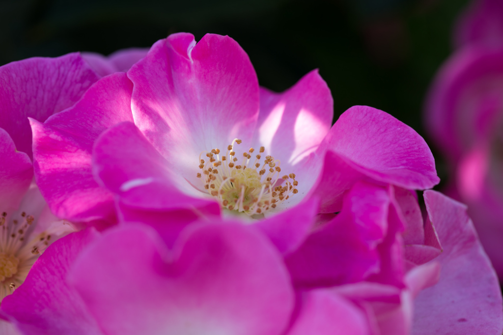 薔薇〜可愛い華やぎ