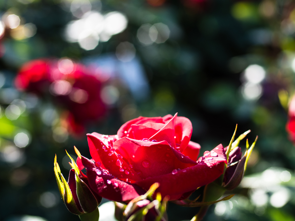 雨上がりの薔薇...17