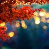晩秋の六義園にて..＃4