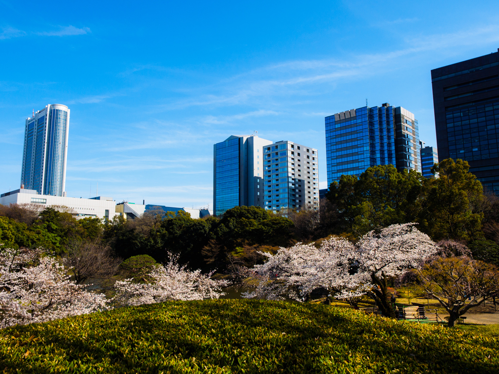 桜咲く庭園＃4