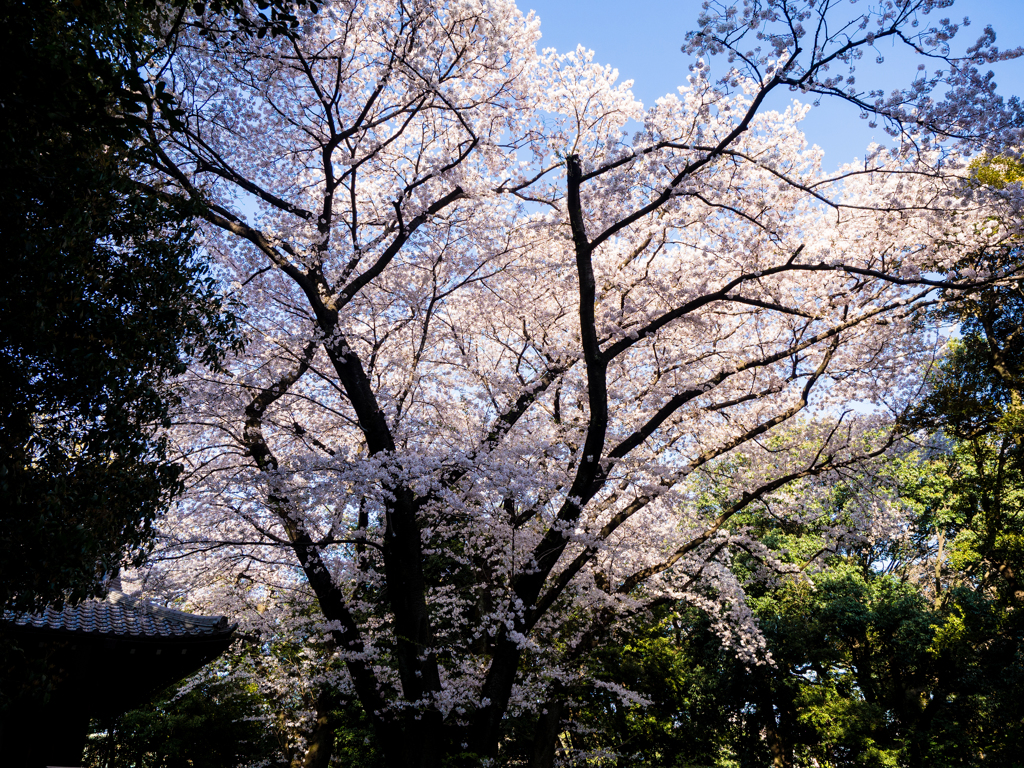 春の庭園にて..＃4