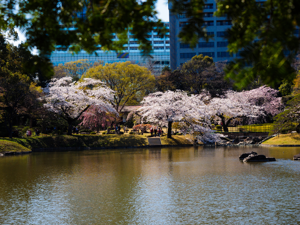 桜咲く庭園＃2