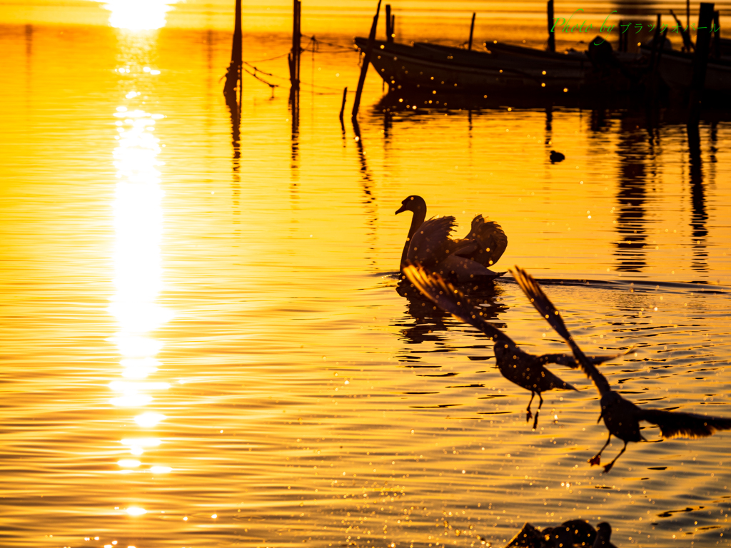 水鳥たちの夕暮れ風景。。