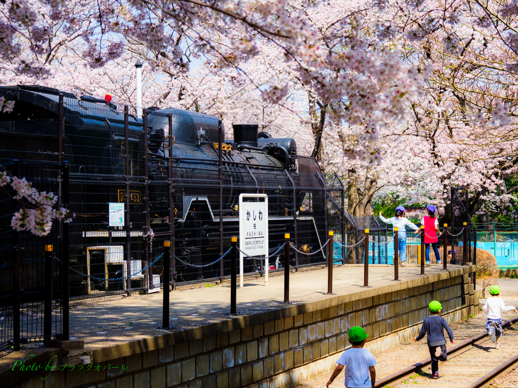 桜花爛漫..（その２）