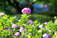 紫陽花〜日差しに輝く