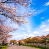 桜日和。。