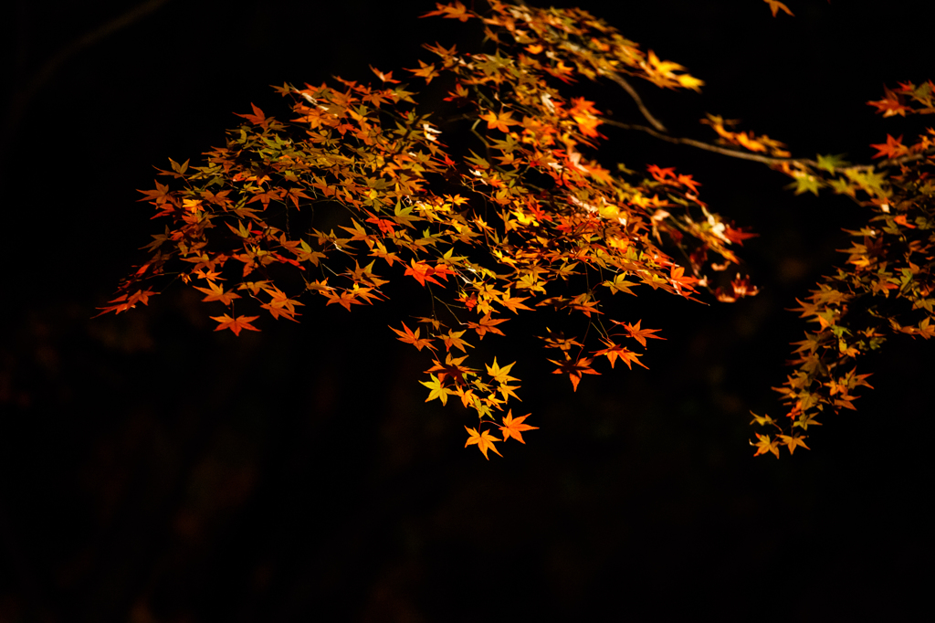 秋の夜に浮かぶ...