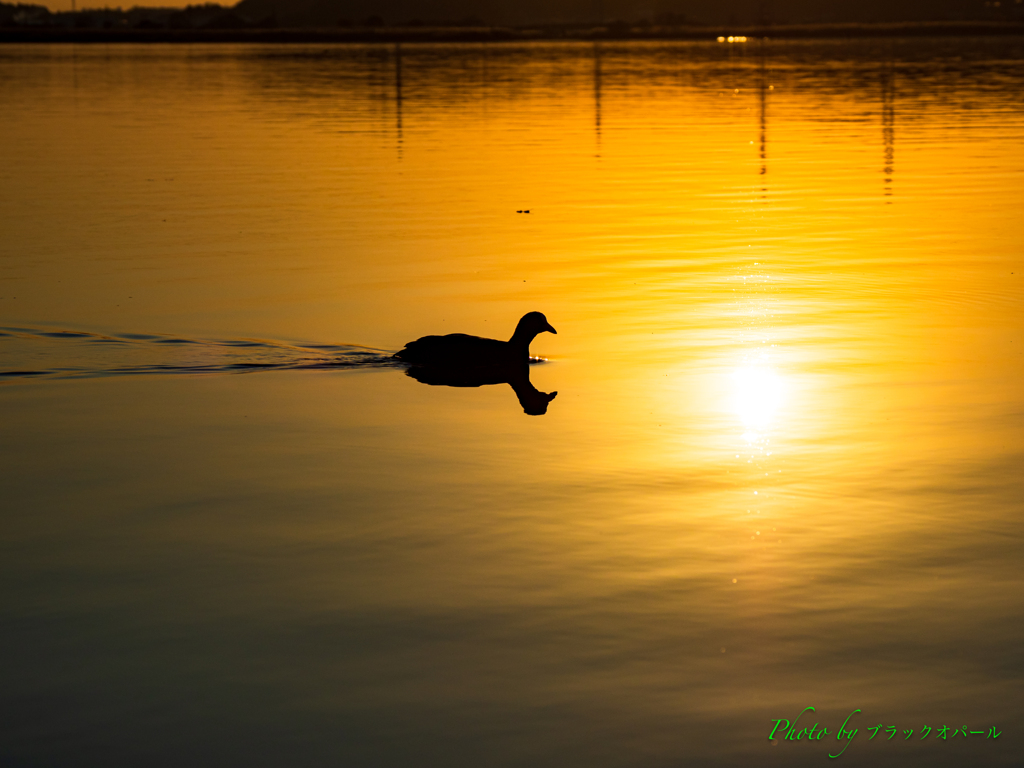水面の夕日..