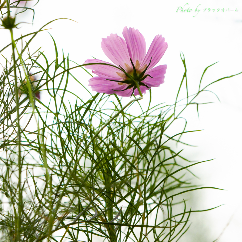 Pink Cosmos＃2