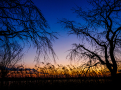 冬枯れの夕暮れ..