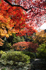 紅葉の六義園にて⑥